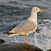 Goéland d'Amérique