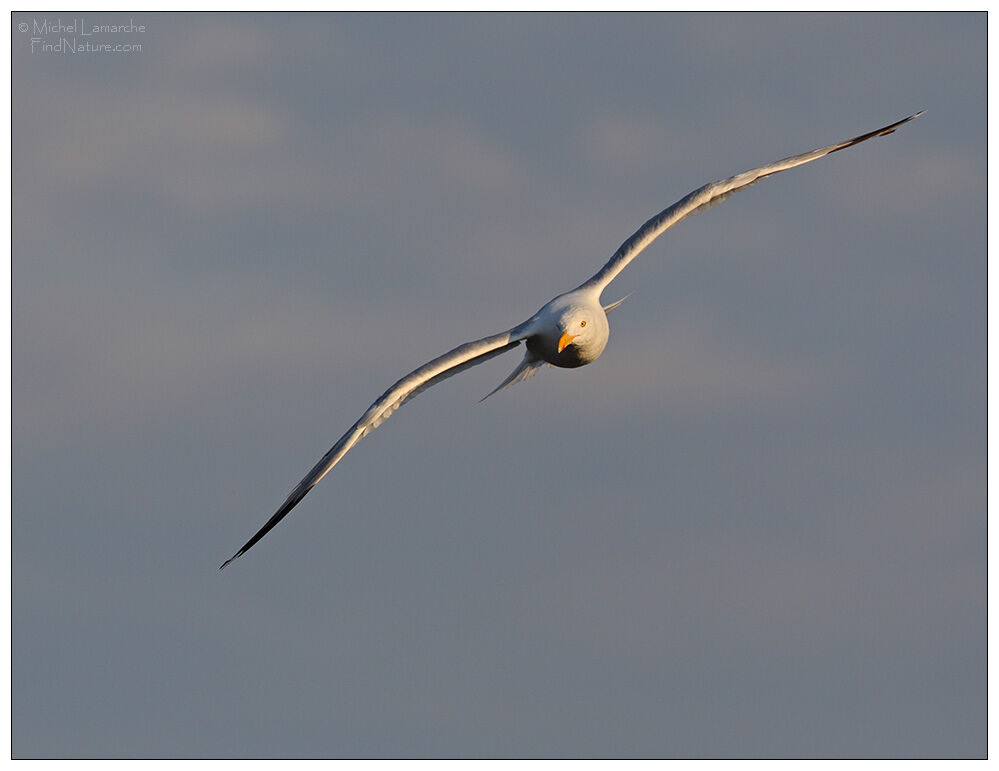 American Herring Gull