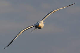 American Herring Gull