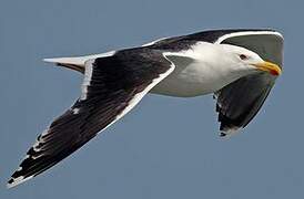 Great Black-backed Gull