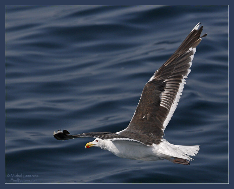 Great Black-backed Gull