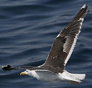 Great Black-backed Gull