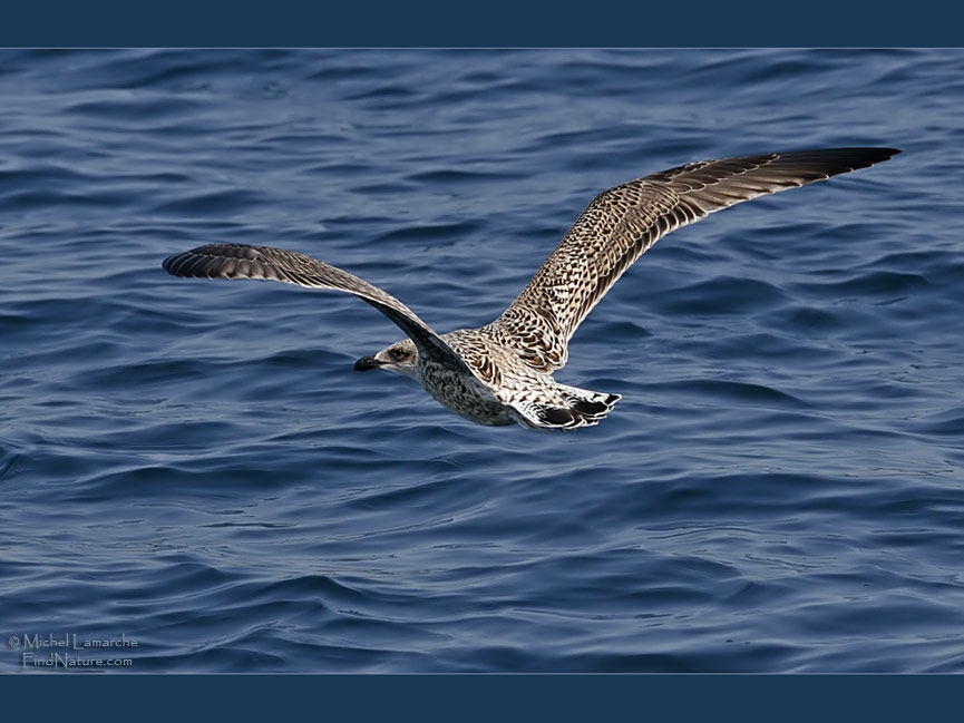 Goéland marinimmature