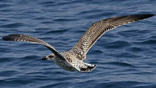 Great Black-backed Gull