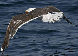 Great Black-backed Gull