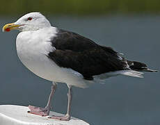 Great Black-backed Gull