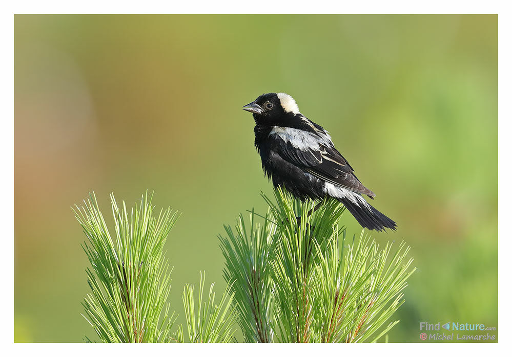 Bobolink male adult