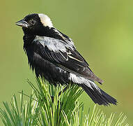 Bobolink