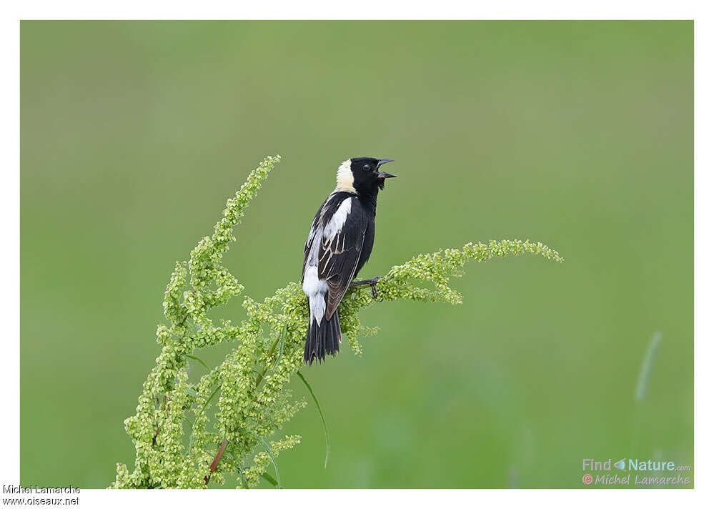 Bobolink male adult, identification, song