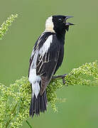 Bobolink