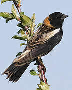 Bobolink