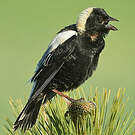 Goglu des prés