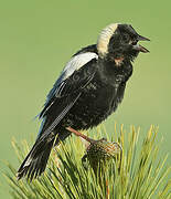 Bobolink