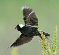 Bobolink