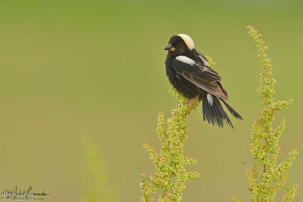 Bobolink male adult breeding, identification