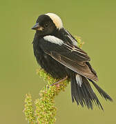 Bobolink