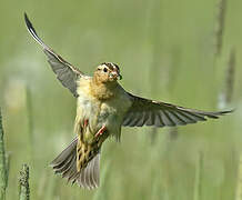 Bobolink