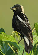 Bobolink