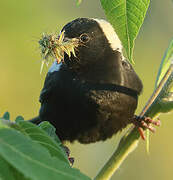 Bobolink