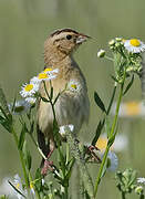 Bobolink