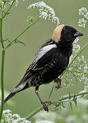 Bobolink