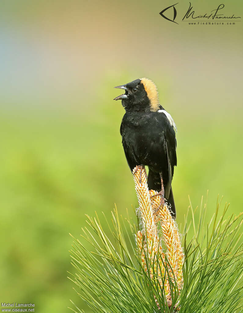 Bobolink male adult, close-up portrait, song