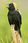 Goglu des prés