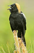 Bobolink