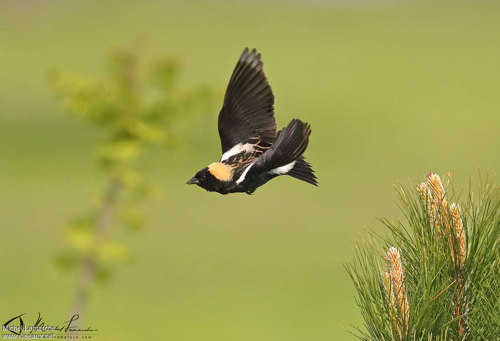 Bobolink male adult, Flight, courting display