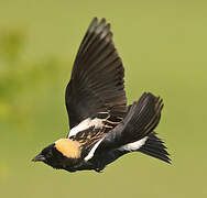 Bobolink