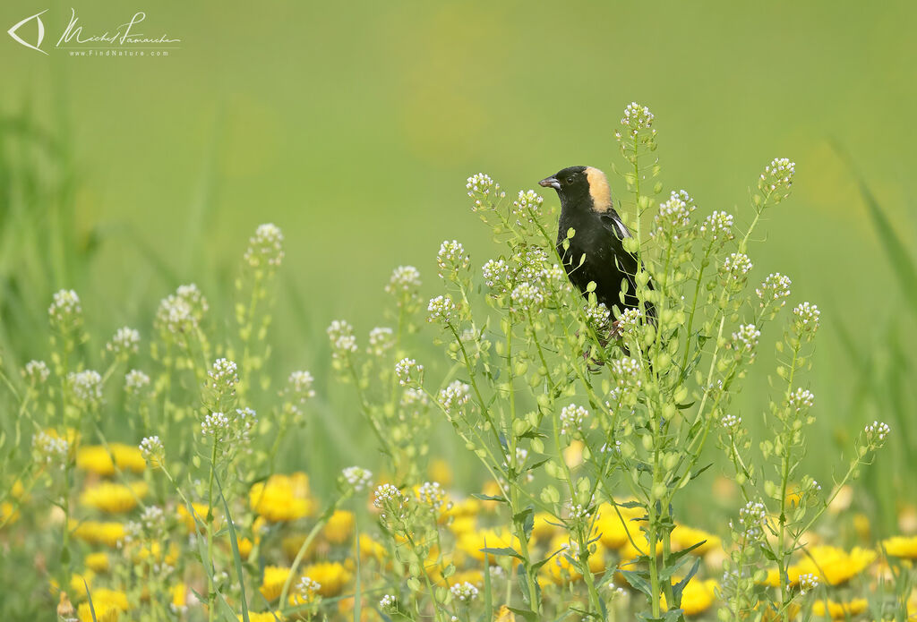 Bobolink male adult