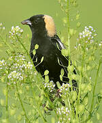 Bobolink