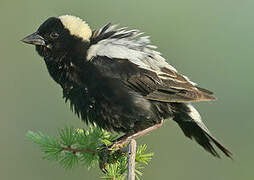 Bobolink