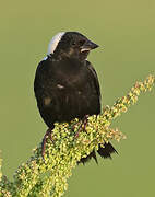 Bobolink