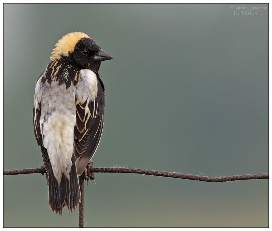 Bobolink male adult