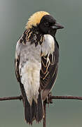 Bobolink