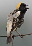 Bobolink