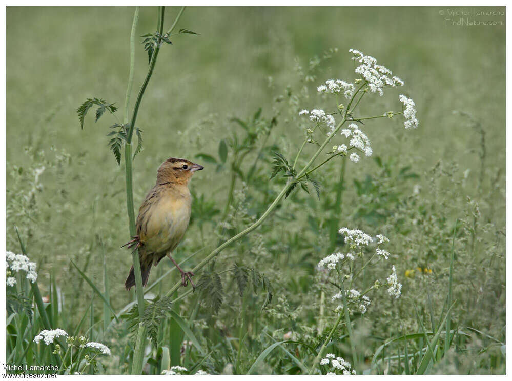 Bobolink female adult, habitat, pigmentation