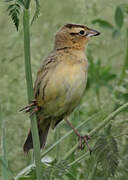 Bobolink