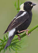 Bobolink