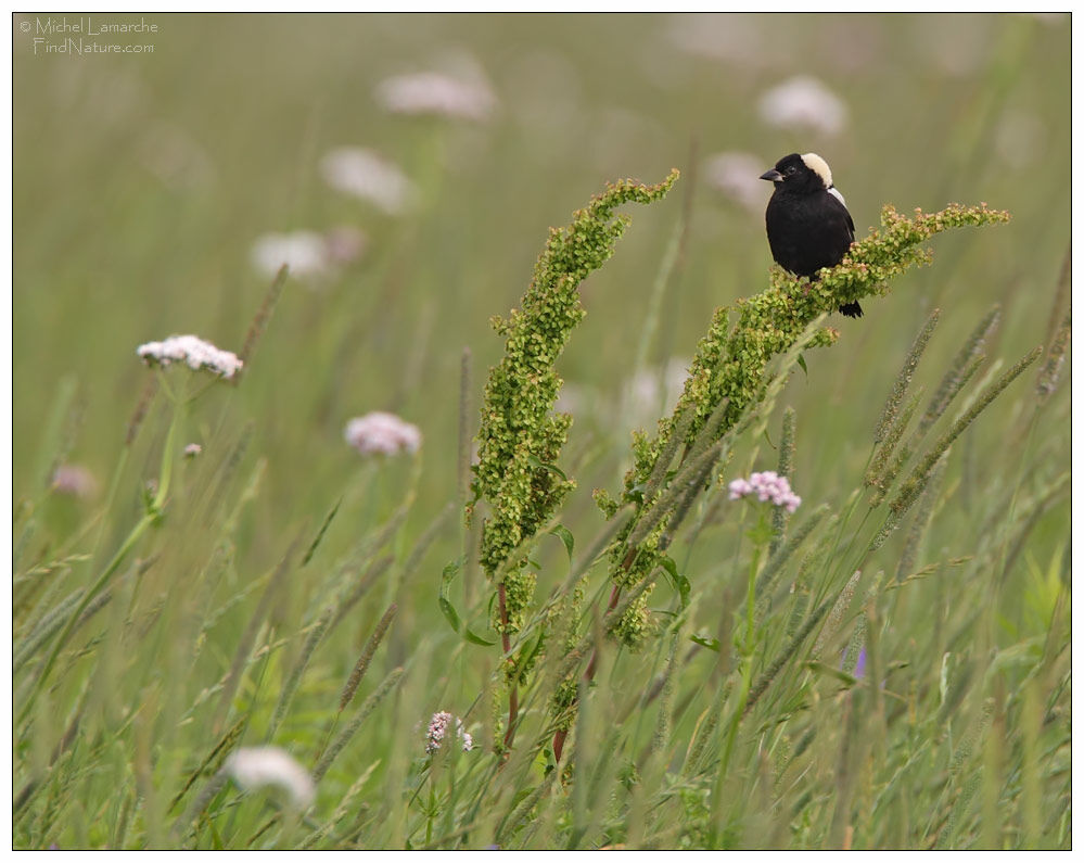 Bobolink male adult