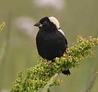 Goglu des prés