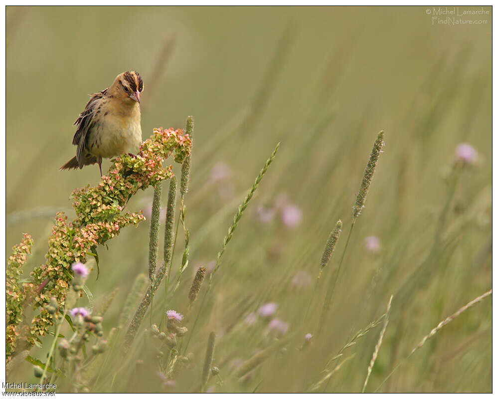 Bobolink female adult, pigmentation, Behaviour