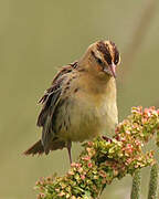 Bobolink