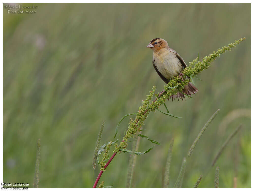 Bobolink female adult, habitat, pigmentation