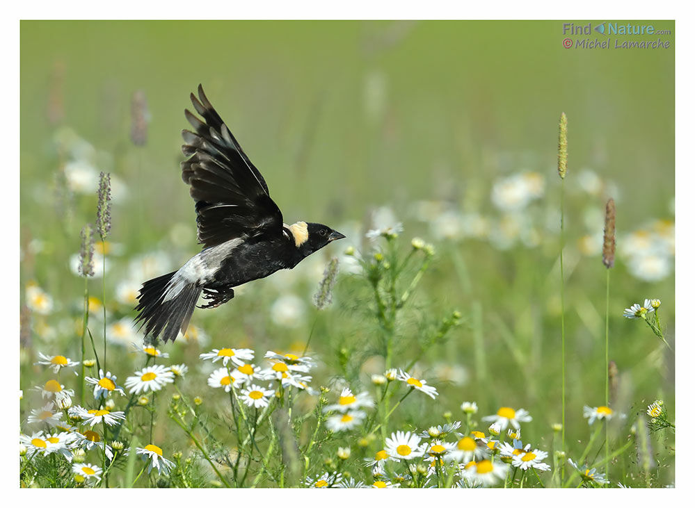 Bobolink male adult, Flight