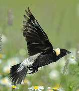 Bobolink