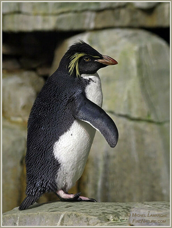 Southern Rockhopper Penguin