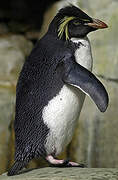 Southern Rockhopper Penguin