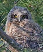 Great Horned Owl